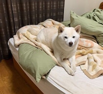 飼い主のいない部屋で眠る柴犬の心理とは？　“離れて暮らす家族”を思う行動を獣医師が解説