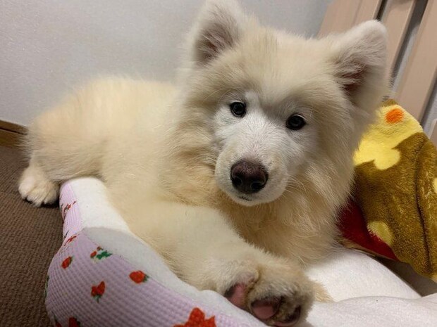 ベッドの上でこちらを見ている生後3カ月のサモエド