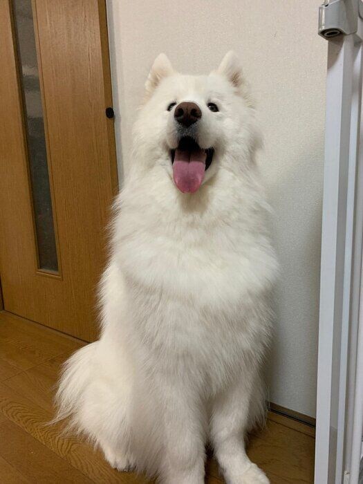 おすわりして夜ご飯を待っている2才5カ月のサモエド