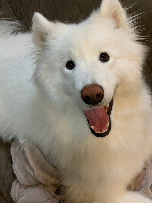 笑顔な様子のサモエド