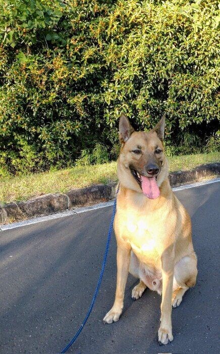 キンモクセイの前で座っている様子の犬