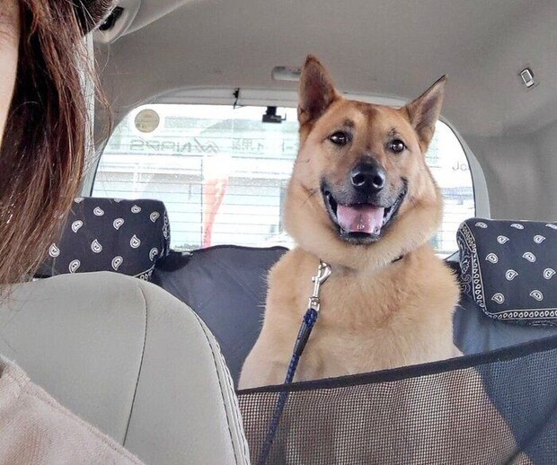 笑顔を見せる犬