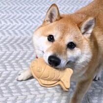 犬はどれくらい会わないとその人を忘れてしまうの？獣医師が解説