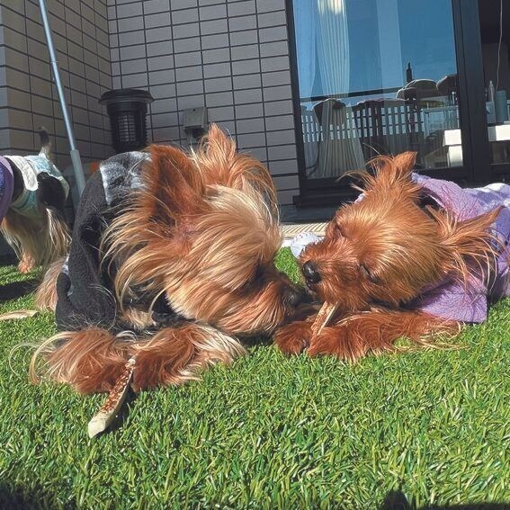 左が母犬のオリーブちゃん(メス・8才/ヨークシャー・テリア)