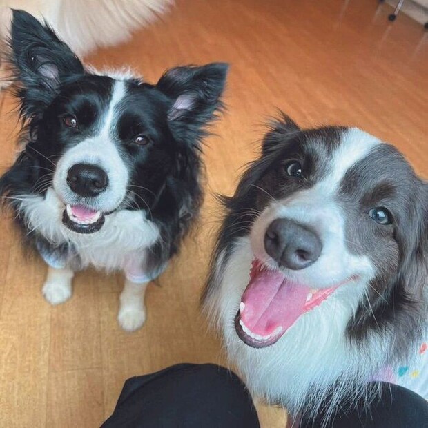 右からリアーナちゃん(メス・1才)、シェリーちゃん(メス・6才)ともにボーダー・コリー