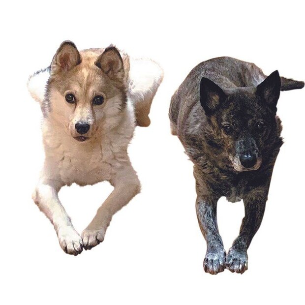 右からはるちゃん(メス・9才)、しんのすけくん(オス・10才)ともにミックス