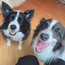 「じゃれ合ったり譲り合ったりケンカしたり」犬の多頭飼いエピソード紹介！専門家解説も