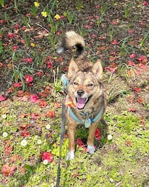 「警察犬？」と間違われた8才の元保護犬　姉妹犬と仲良く過ごす姿にほっこり