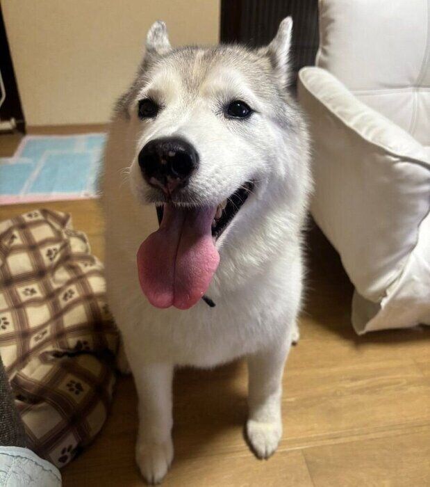 おやつを食べて笑顔で飼い主さんのもとへやって来たしゃるむちゃん