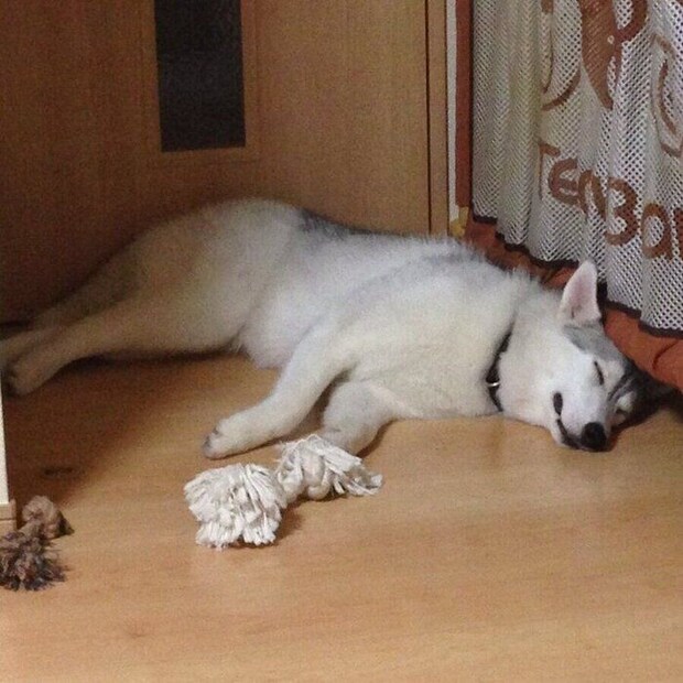 お迎えして3日目のしゃるむちゃん