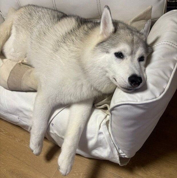 ソファでくつろぐしゃるむちゃん