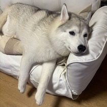 迎え入れ初日に悲しげな遠吠えをしていたハスキー犬→10才現在、家族のソファでくつろぐ姿にほっこり