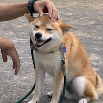 犬の触られたくない場所はどこ？触る際の注意点と獣医師が教えるポイント