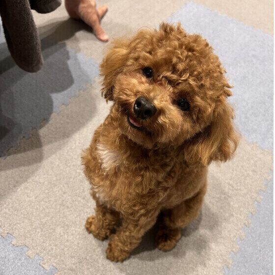 可愛いおすわり姿のトイプードル