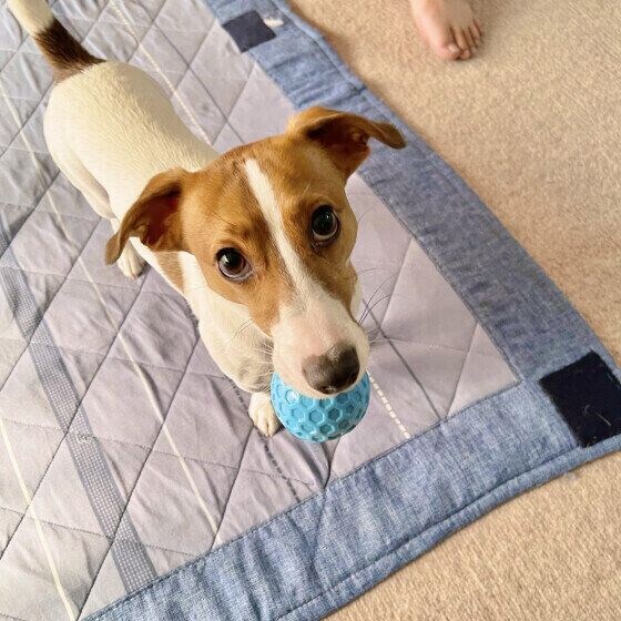 遊びましょ〜♪ ジャックラッセルテリア