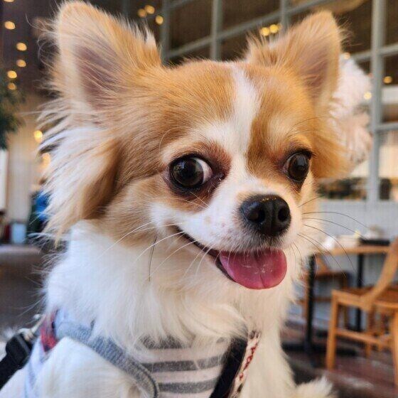 ニコニコの笑顔