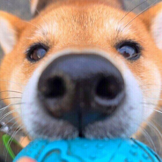 おもちゃで遊ぶドアップの柴犬 いぬのきもち