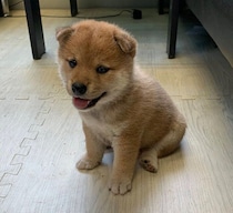 初対面で“ぽてぽて歩く姿”が可愛すぎた柴の子犬　2年後には、フレンドリーで頼もしさも見せるコに成長！