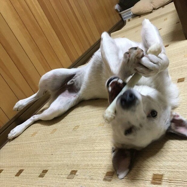骨で遊ぶ犬