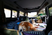 いざ決行！　犬と車中泊の旅（四国・九州編）【穴澤賢の犬のはなし】