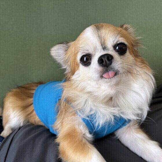 犬が冬に快適に過ごせる室内環境は? 愛犬の冬の過ごし方で気を付けること いぬのきもち