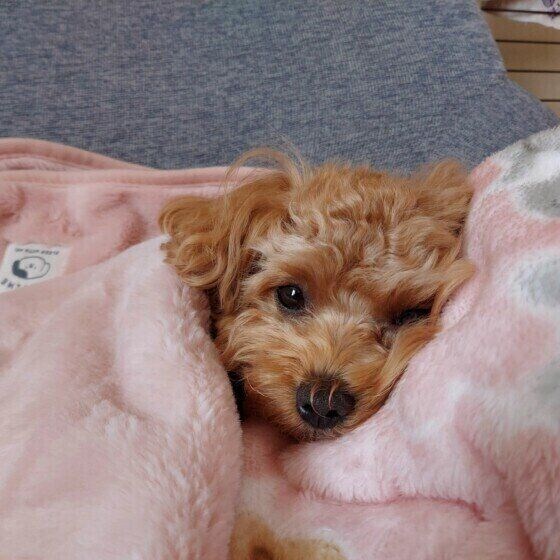 犬が冬に快適に過ごせる室内環境は? 愛犬の冬の過ごし方で気を付けること いぬのきもち