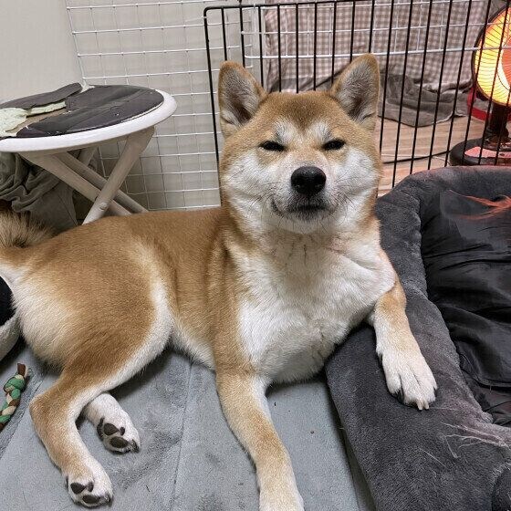 犬が冬に快適に過ごせる室内環境は? 愛犬の冬の過ごし方で気を付けること いぬのきもち