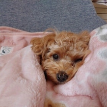 犬が冬を快適に過ごすための室内環境とは？　愛犬の冬の過ごし方で気をつけるポイント