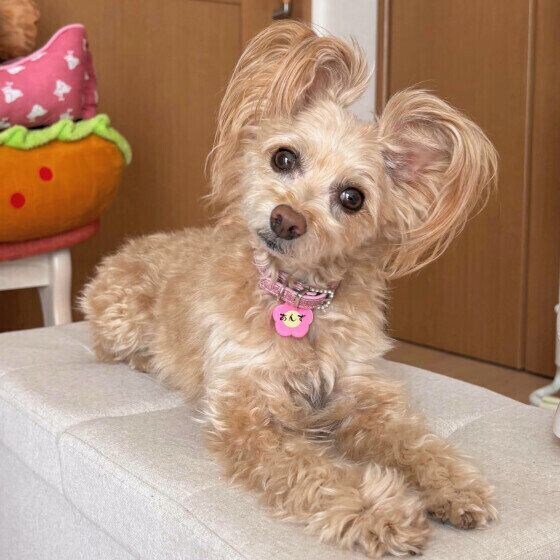 首をかしげるあんずちゃん