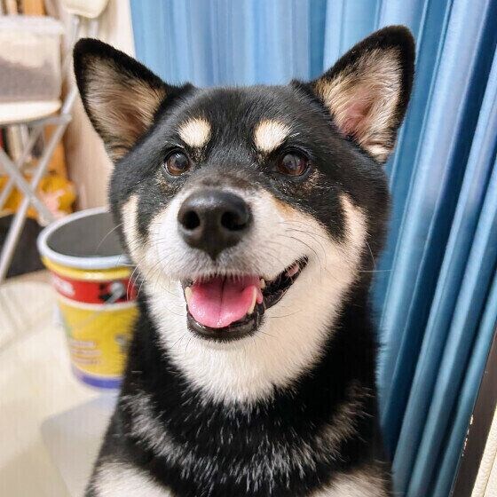 ごはんをおねだりする柴犬