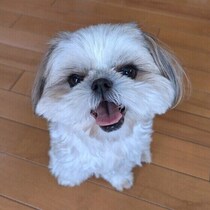 犬が首をかしげて見つめる理由は　犬のしぐさと行動の意味を解説