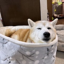 犬の冬の睡眠を快適にするためにできることは？ 冬の寝床作りの注意点