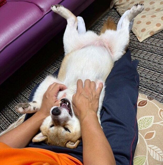 5才になった現在もパパさんの膝の上で遊ぶりんちゃん