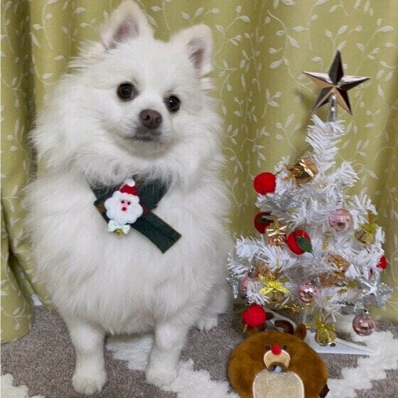 愛犬との年末年始の過ごし方で気をつけることは? 万が一のトラブルへの備えと対策 いぬのきもち