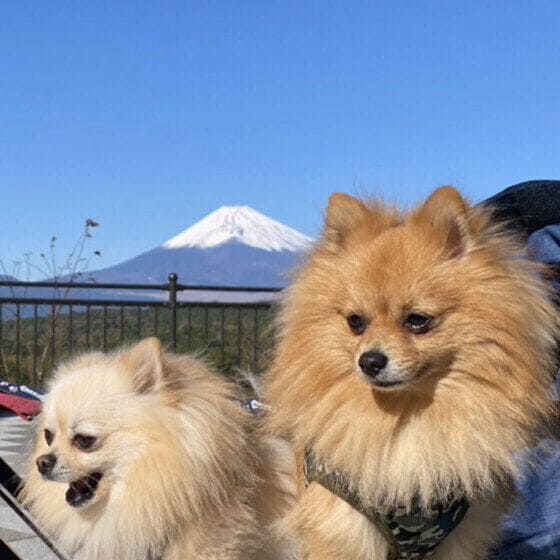 富士山とワンちゃん