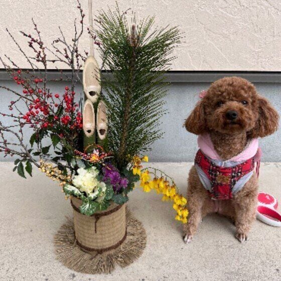 愛犬との年末年始の過ごし方で気をつけることは? 万が一のトラブルへの備えと対策 いぬのきもち