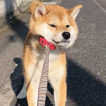 犬が「散歩拒否」する理由は？犬の拒否行動の心理と対処法を解説