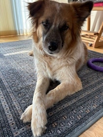 どことなく遠慮がちだった元保護犬→ドッグスポーツを通して飼い主さんとの距離が縮み「とっても穏やかでおおらか」な性格に！