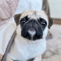 犬の冬の散歩で気をつけるポイントは？ 防寒対策や散歩中の誤食に注意