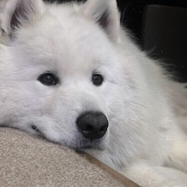 犬の長生きのために必要なこと　愛犬のためにサポートできることは？