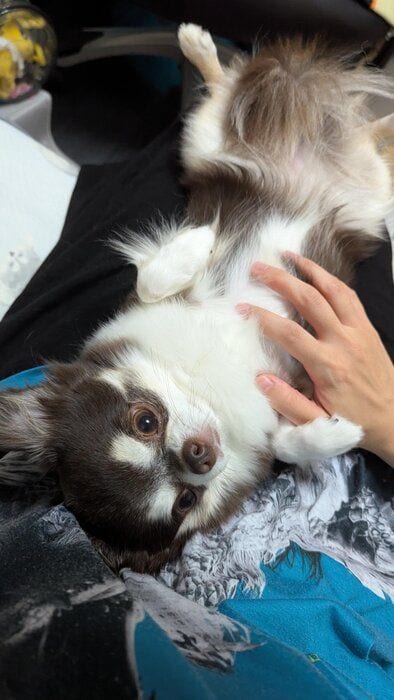 お腹を撫でてもらうチワワ