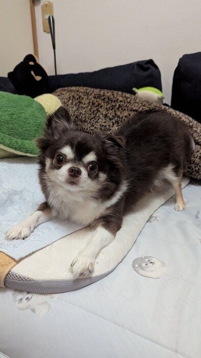 飼い主さんのベッドの上で構ってアピールをするチワワ