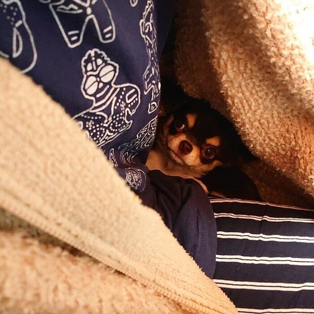 飼い主さんの服の中で暖を取るチワワ(3ヵ月)