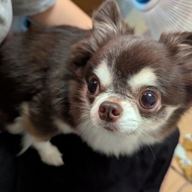 おやつをもらえないか交渉するチワワ(5才)