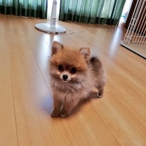 “たぬき顔”なポメラニアン元子犬→きれいな毛並みのかわいいコに成長し、今では家族の中心的存在に