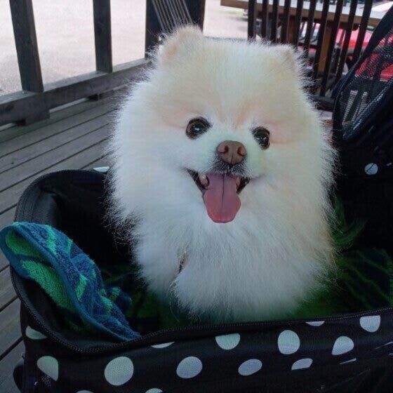 ポメラニアンのリオくん