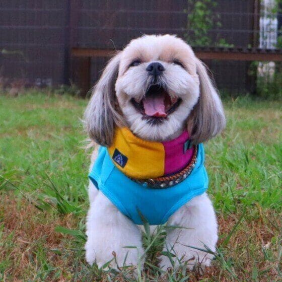 シー・ズーのポチャッコくん