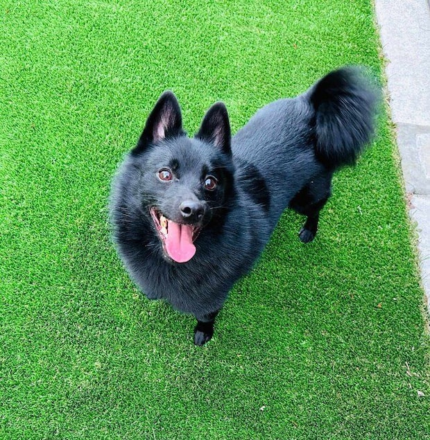 こちらを見つめるスキッパーキ