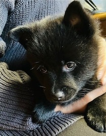 とても“シャイ”だったスキッパーキ子犬→約3年後、「人が大好き！」で“自己肯定感爆上がり”の天真爛漫なコに成長！