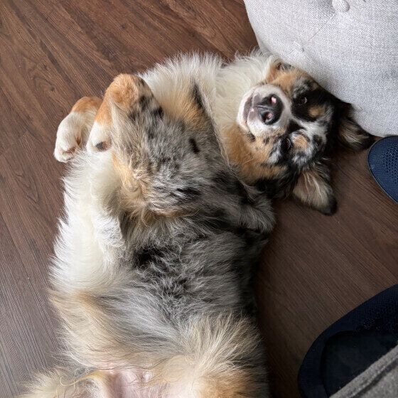 お腹を見せるオーストラリアン・シェパード